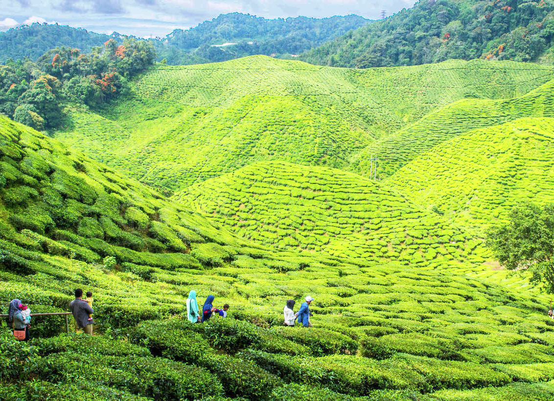 places to visit in Malaysia cameron highlands