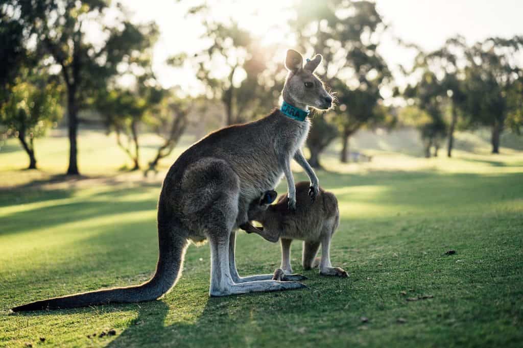 funny facts of Australia