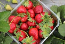 Things to Do in Cameron Highlands That You Simply Can’t Miss things to do in Cameron Highlands