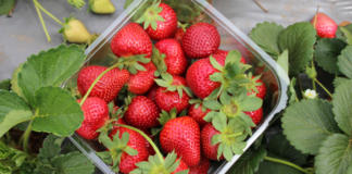 Things to Do in Cameron Highlands That You Simply Can’t Miss things to do in Cameron Highlands