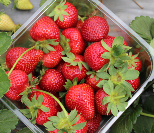 Things to Do in Cameron Highlands That You Simply Can’t Miss things to do in Cameron Highlands