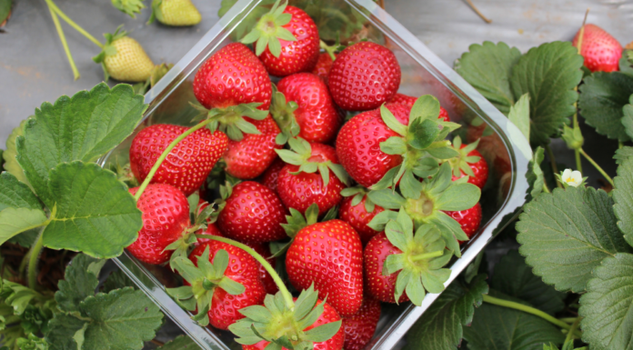 Things to Do in Cameron Highlands That You Simply Can’t Miss things to do in Cameron Highlands